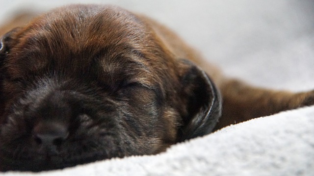 小狗 垃圾 Hanovarian狗 - 上的免费照片