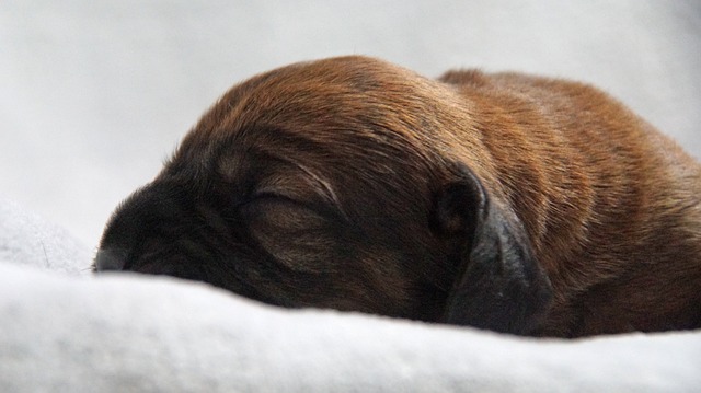 小狗 垃圾 Hanovarian狗 - 上的免费照片