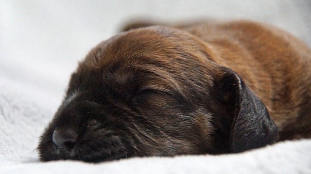 小狗 垃圾 Hanovarian狗 - 上的免费照片