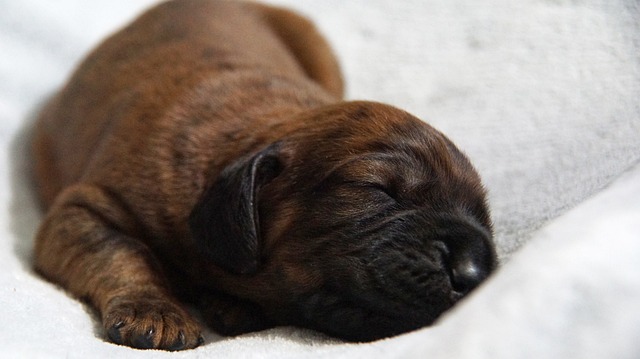 小狗 垃圾 Hanovarian狗 - 上的免费照片