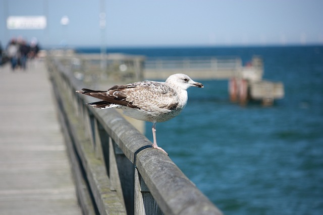 达尔斯 Prerow 波罗的海 - 上的免费照片