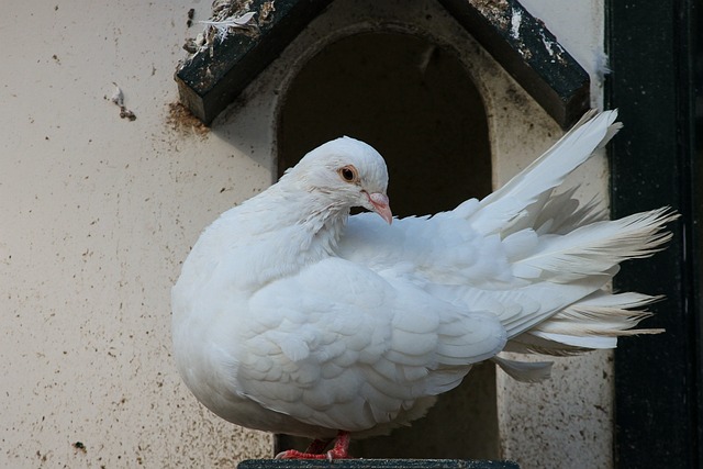 鸽子 白色的 鸟 - 上的免费照片