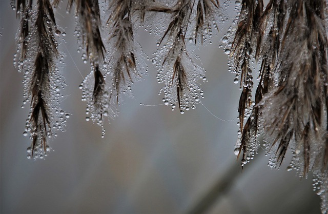 草 闪耀 飞沫 - 上的免费照片
