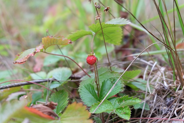 浆果 小红莓 芬兰 - 上的免费照片