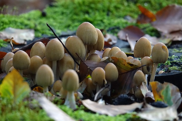 蘑菇 秋季 苔藓 - 上的免费照片