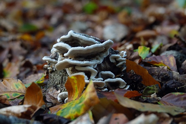 蘑菇 秋季 性质 - 上的免费照片