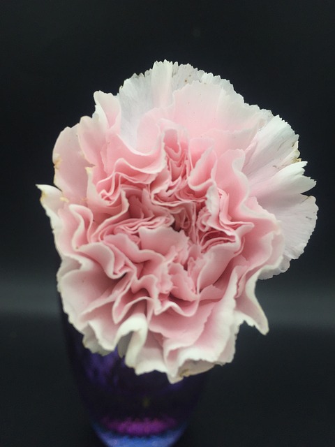Carnation Pink 粉红色的康乃馨 - 上的免费照片