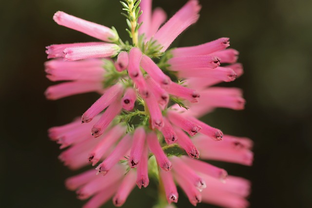 埃丽卡 Erica Verticillata 花序 - 上的免费照片