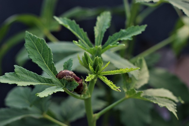 Ladyfinger 绿色蔬菜 蔬菜 - 上的免费照片
