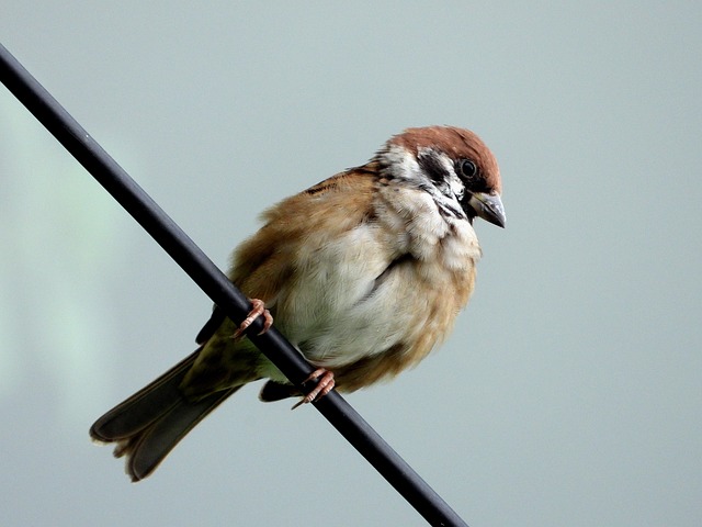 麻雀 一只鸟 动物 - 上的免费照片