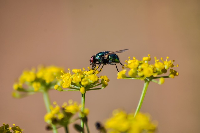 飞 Greenbottle 昆虫 - 上的免费照片
