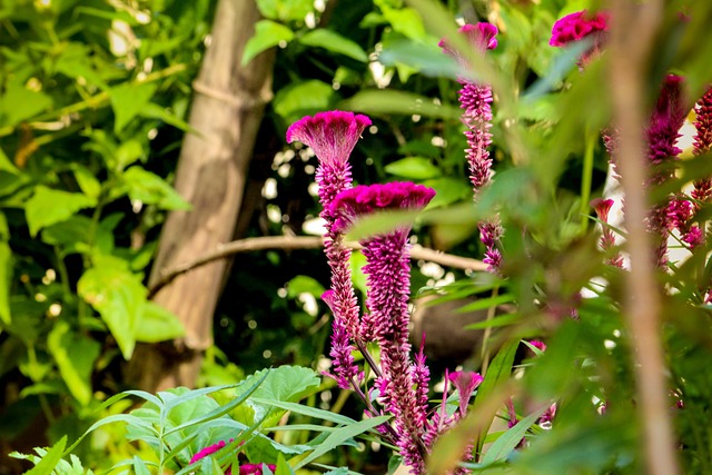 自然 花朵 粉色的 - 上的免费照片