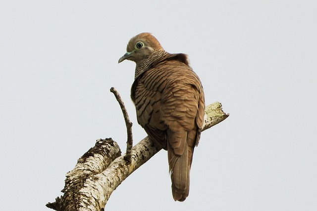 鸟 豆鸟 鸟类 - 上的免费照片