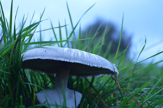 真菌 草原 草 - 上的免费照片