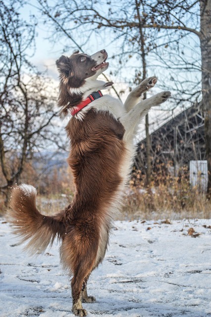 边境牧羊犬 狗 诡计 - 上的免费照片