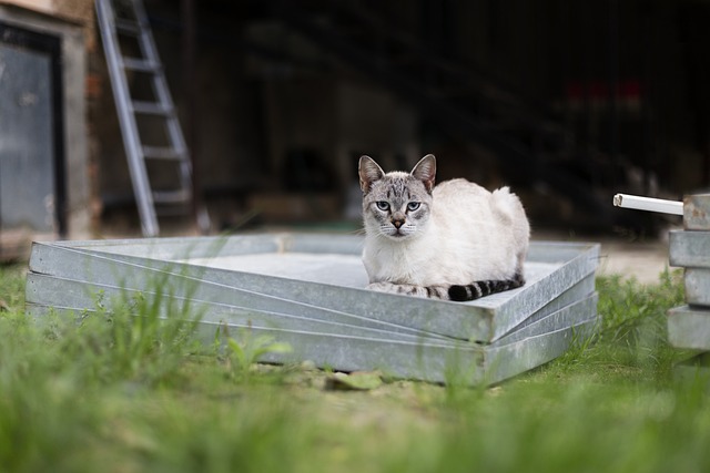 猫咪 暹罗猫 猫 - 上的免费照片