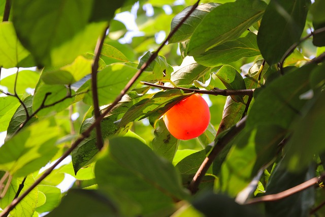 中国 陕西省 西安 - 上的免费照片