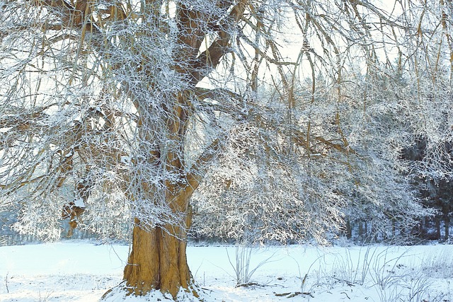 冰霜 冷若冰霜 冬天 - 上的免费照片