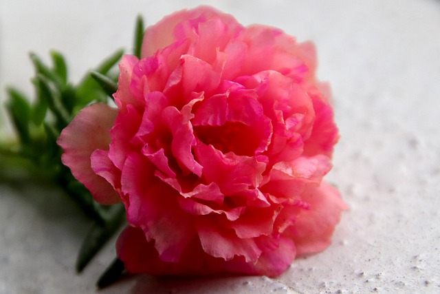 马齿苋 美丽的花朵 一朵花 - 上的免费照片