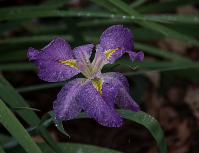 水虹膜 路易斯安那鸢尾 雨 - 上的免费照片