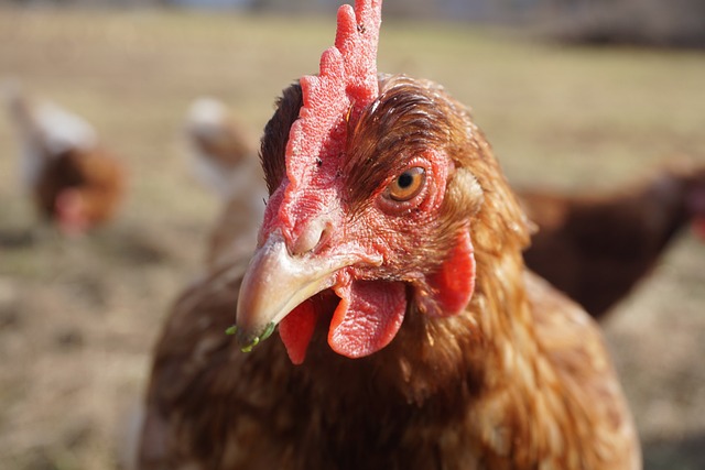 鸡 母鸡 - 上的免费照片