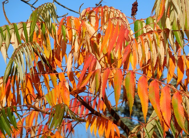 漆树树 盐肤木Typhina 树 - 上的免费照片