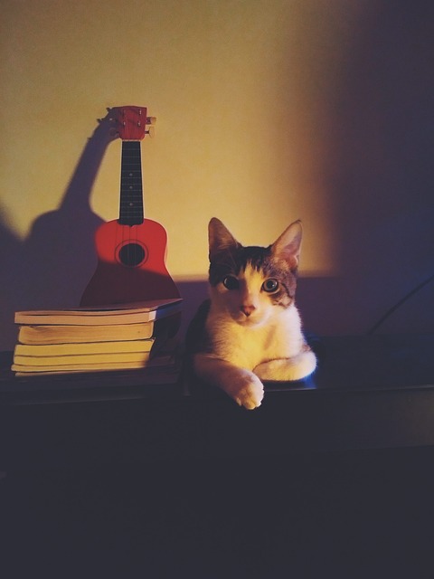 猫 四弦琴 书籍 - 上的免费照片