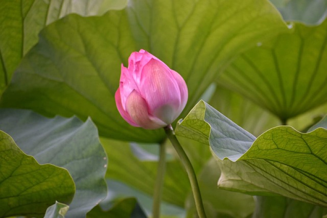 风景 日本 房子 - 上的免费照片