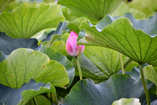风景 日本 房子 - 上的免费照片