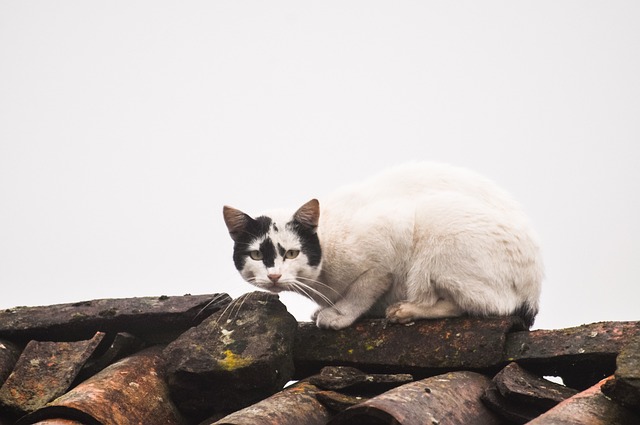 白色的 猫 屋顶 - 上的免费照片