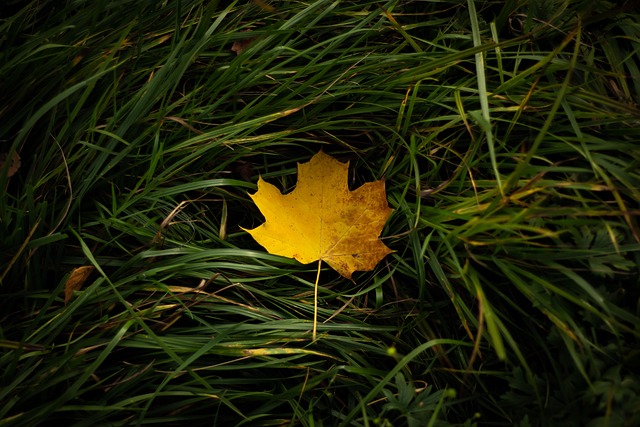 枫叶 草 秋天 - 上的免费照片