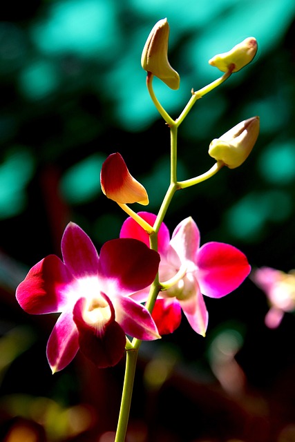 兰花 美丽的花朵 花花园 - 上的免费照片