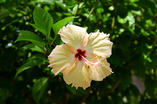 玫瑰锦葵 锦葵花 花五花瓣 - 上的免费照片