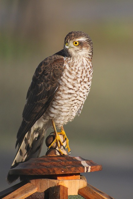 猛禽 Sperber 羽毛 - 上的免费照片