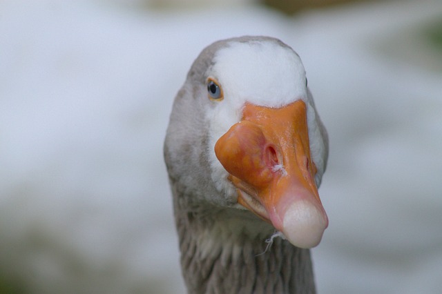 鹅 瘤 癌症 - 上的免费照片