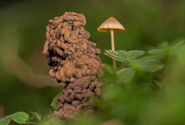 Wurmkot 蠕虫堆 蠕虫排泄 - 上的免费照片