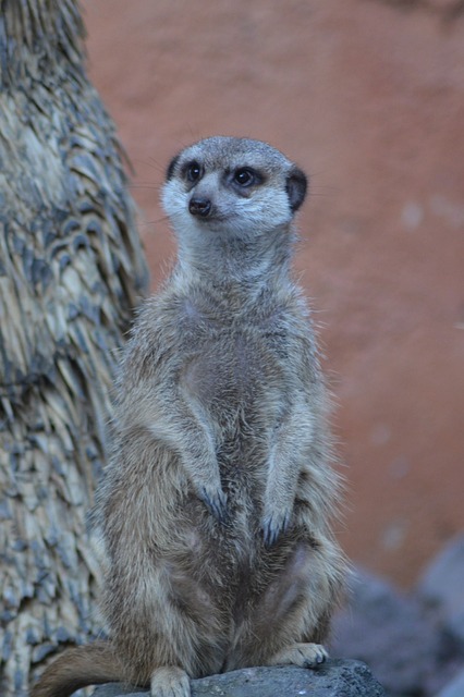 动物 哺乳动物 Suricate - 上的免费照片