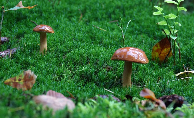 蘑菇 秋Moss 性质 - 上的免费照片