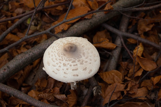Macrolepiota Procera 巨大的屏幕上真菌 食用菌 - 上的免费照片