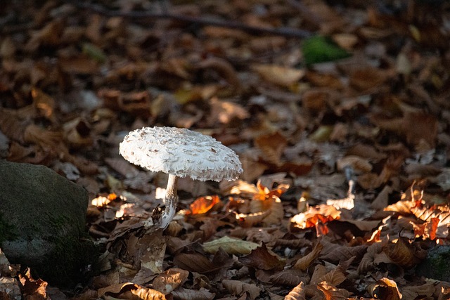 Macrolepiota Procera 巨大的屏幕上真菌 食用菌 - 上的免费照片
