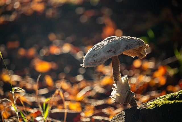 Macrolepiota Procera 巨大的屏幕上真菌 食用菌 - 上的免费照片