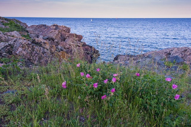 Mohan Nannapaneni 自然 - 上的免费照片