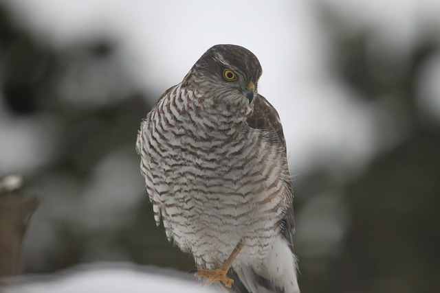 Sperber 猛禽 鸟 - 上的免费照片