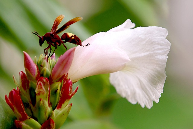 花 蜜蜂 花蜜蜂 - 上的免费照片