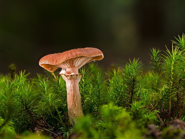 蘑菇 植物 毒菌 - 上的免费照片