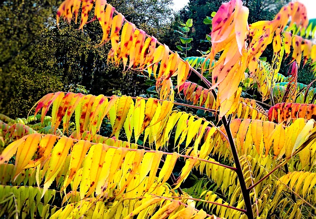 醋树 树 鹿芯 - 上的免费照片