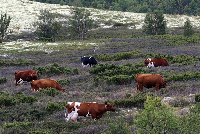 牛 挪威 达尔斯比格达 - 上的免费照片