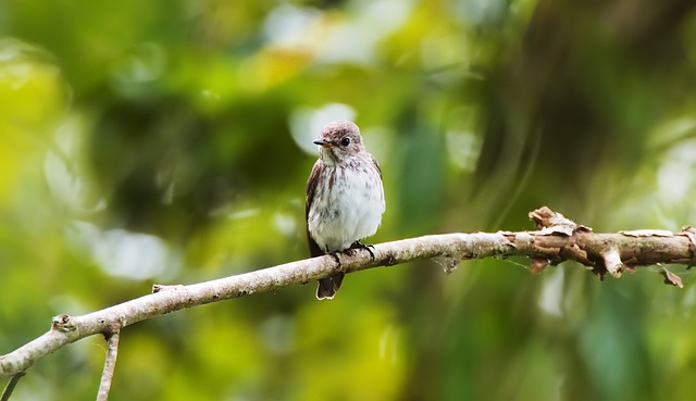 灰色条纹寿带 荒野 鸟 - 上的免费照片