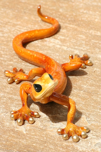 蜥蜴 壁虎 爬虫 - 上的免费照片