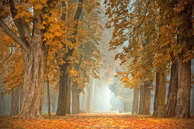 小路 树木 秋天 - 上的免费照片